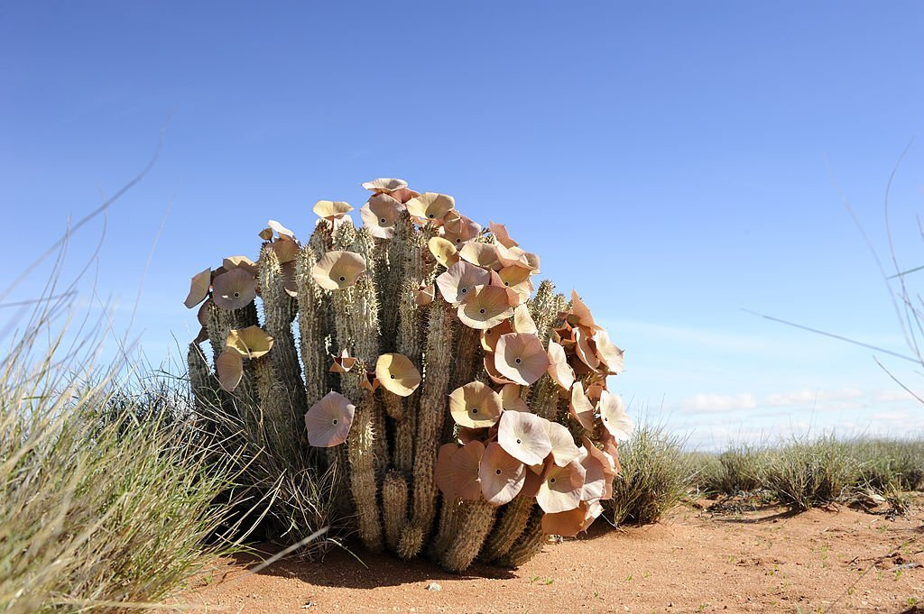 Hoodia Cactus