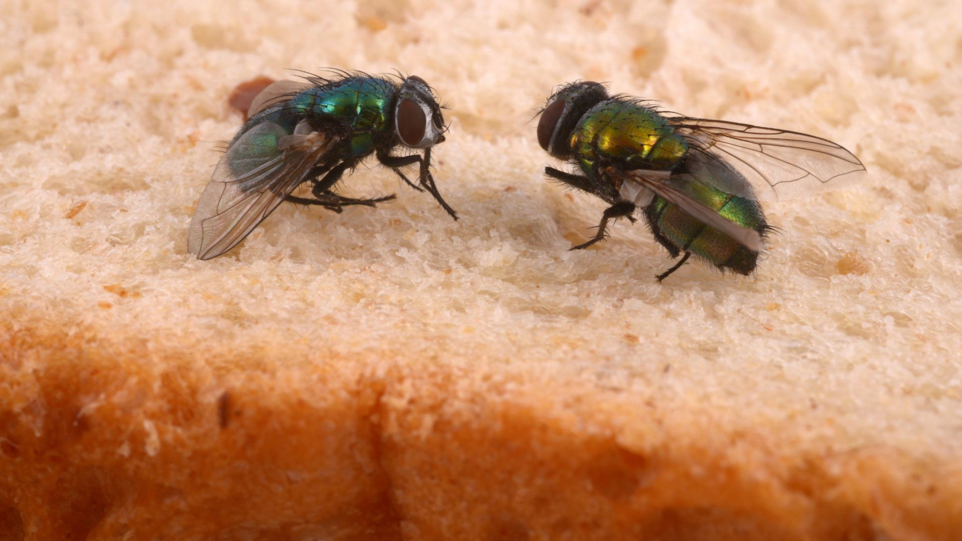 An image of two flies resting on a piece of bread.