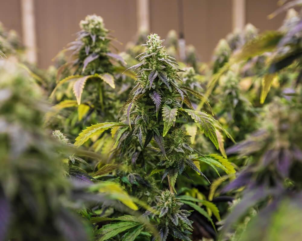 CBD flower plant with purple hues
