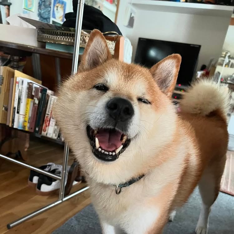 a happy shiba inu dog. 