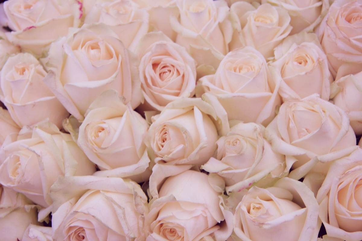 close up of pink roses, pink flowers, flower meaning