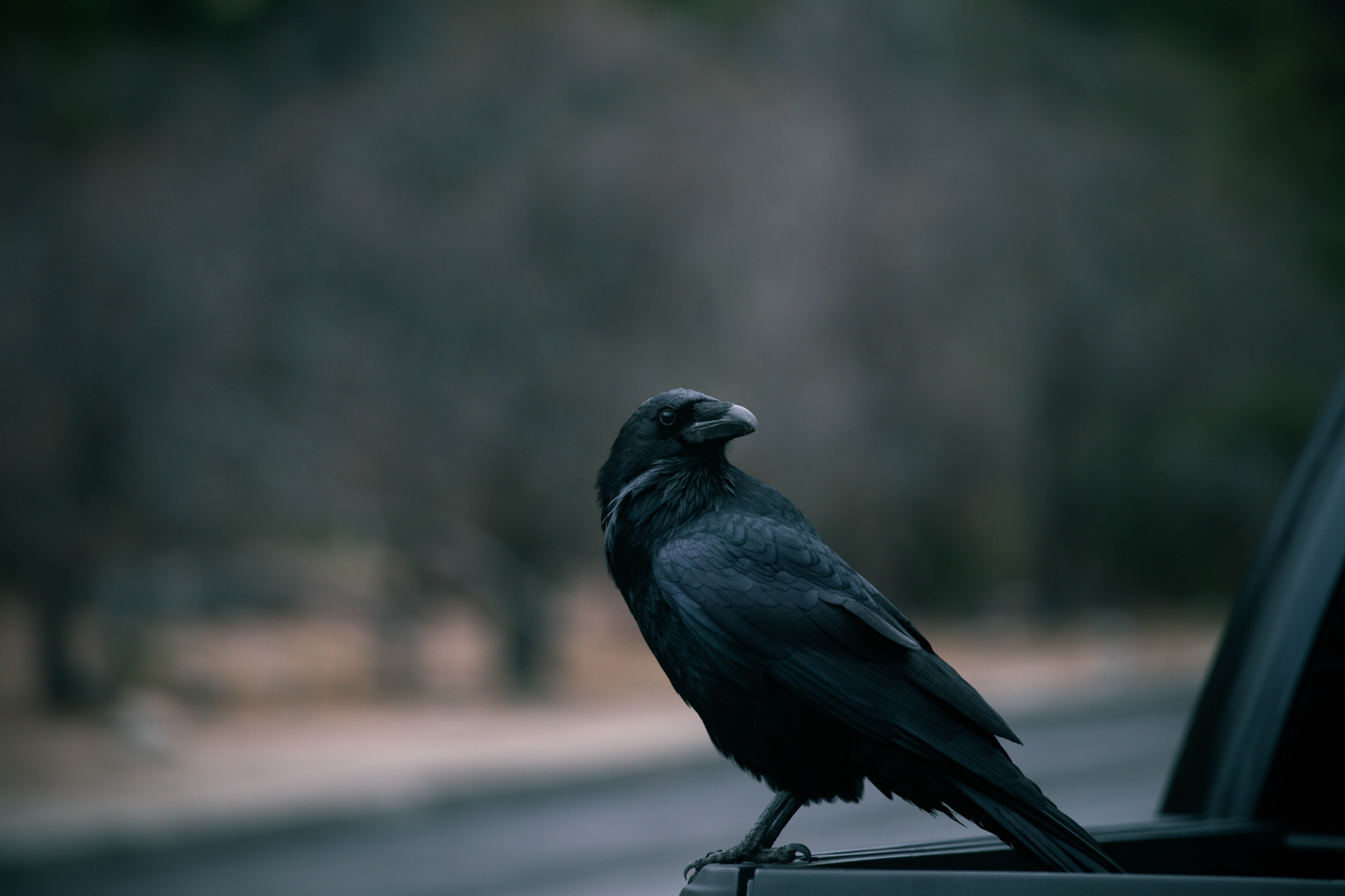 Number 9 Crows