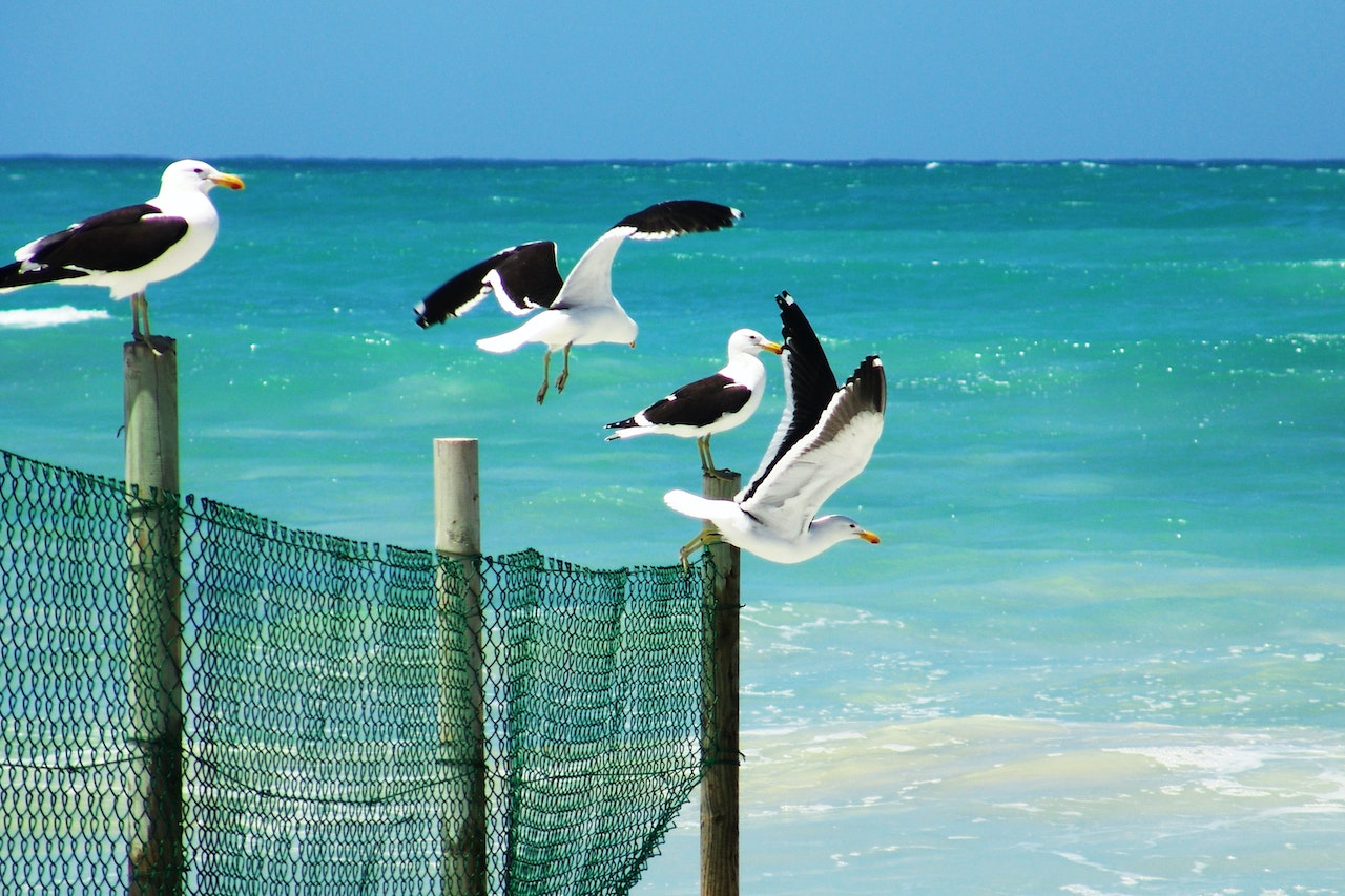 difference between male and female seagulls