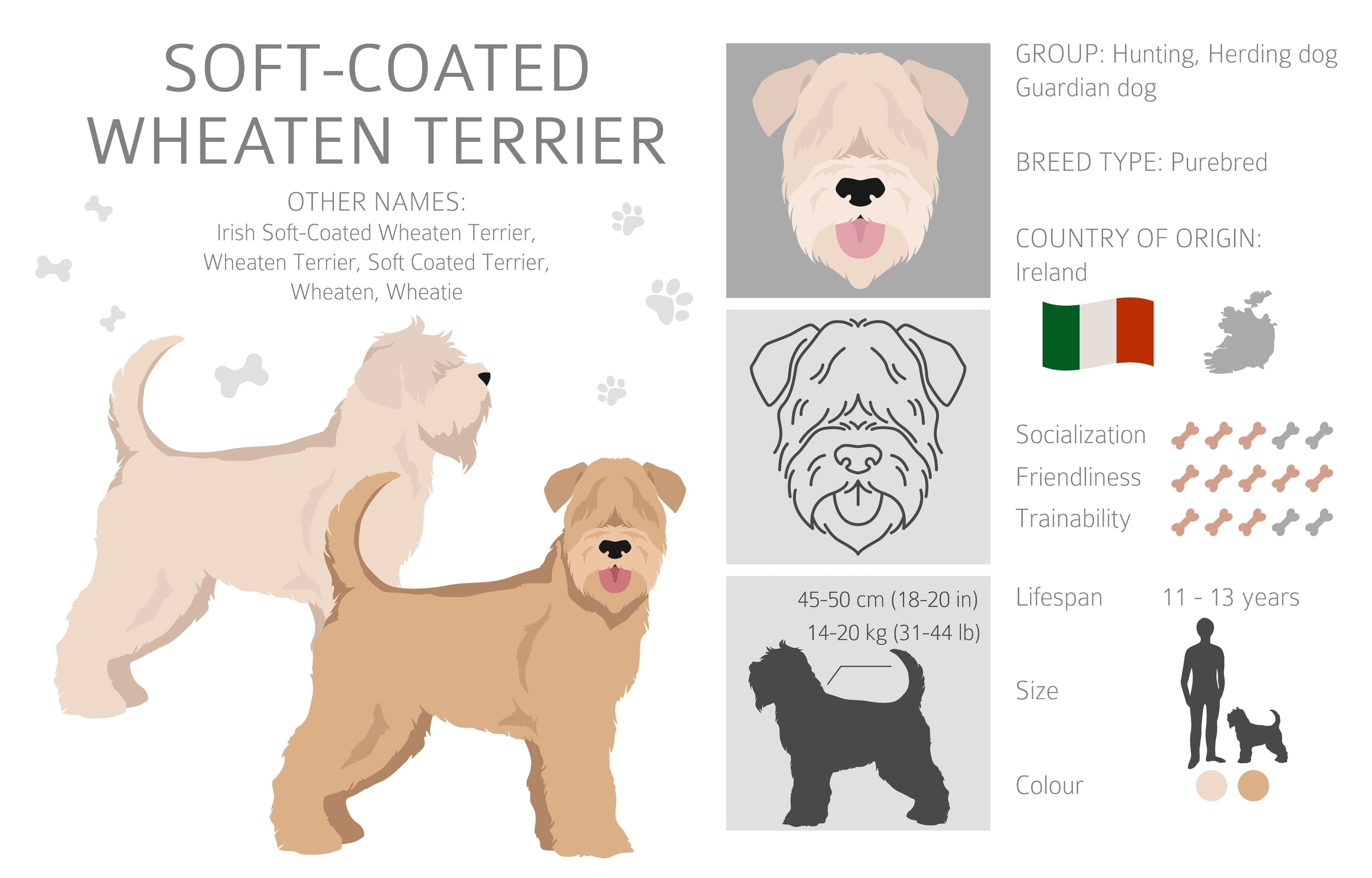 Infographic of the Soft Coated Wheaten Terrier