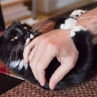 Zwart-witte kat bijt zachtjes in hand van eigenaar