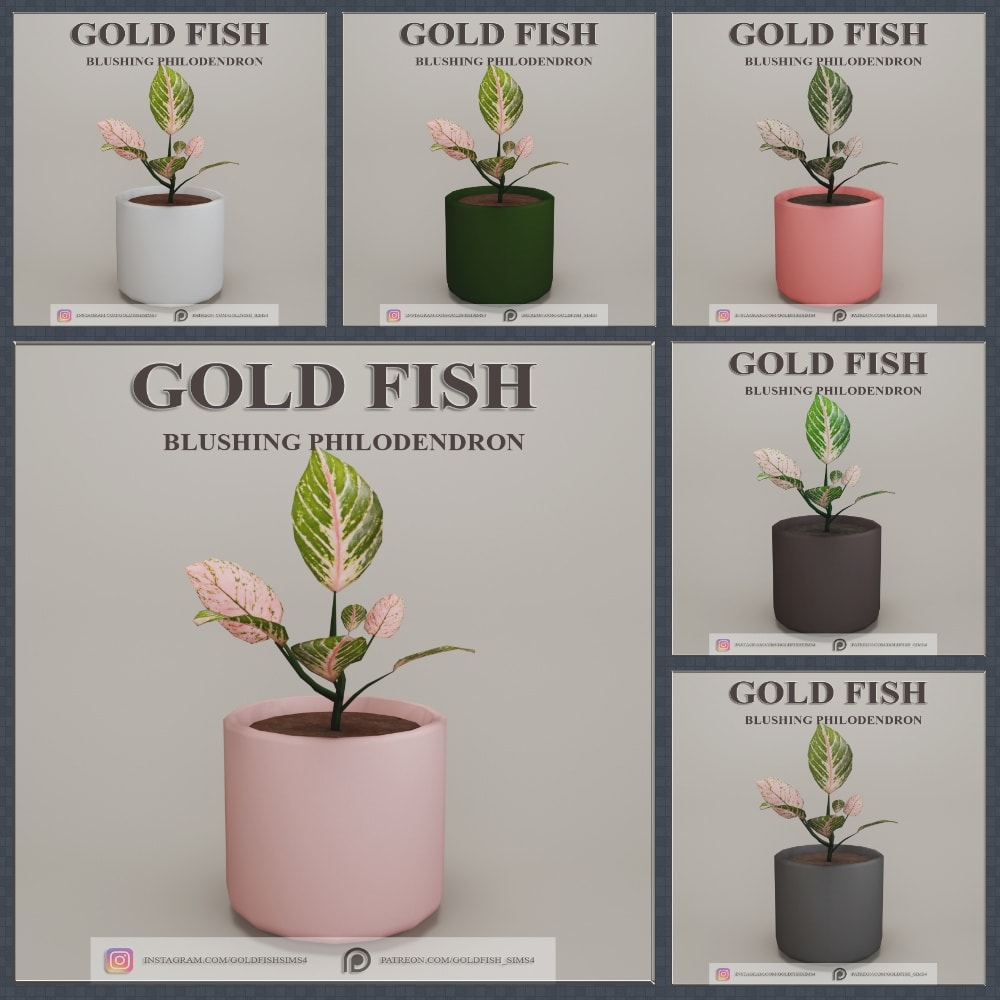 Gold Fish Blushing Philodendron
