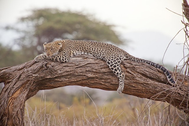 leopard, safari, africa, kenya, leopard, leopard, leopard, leopard, leopard, africa, kenya