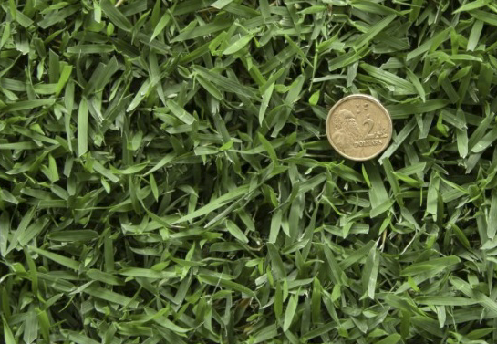 Platinum Zoysia & Zoysia Australia