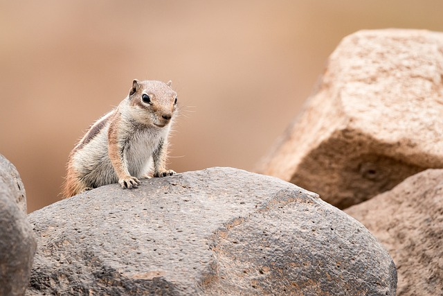 chipmunk, animal, rocks