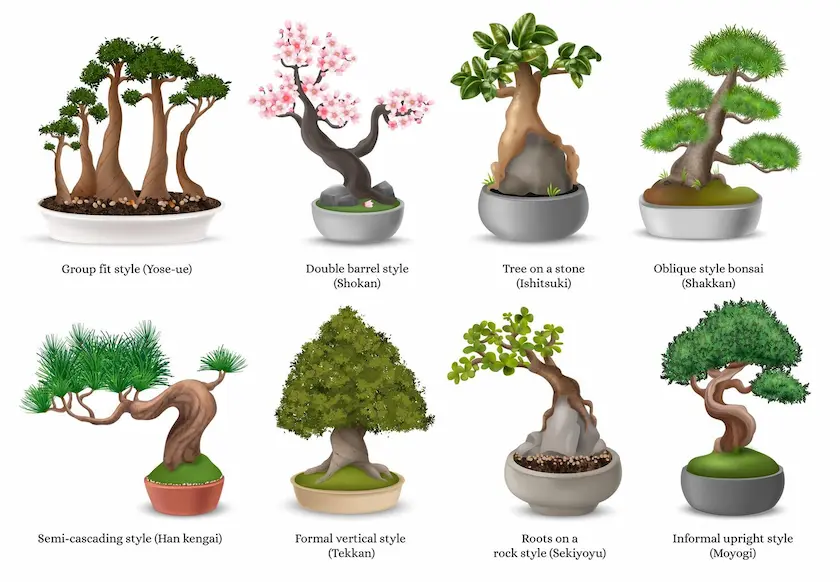 Cara Membuat Bonsai untuk Pemula