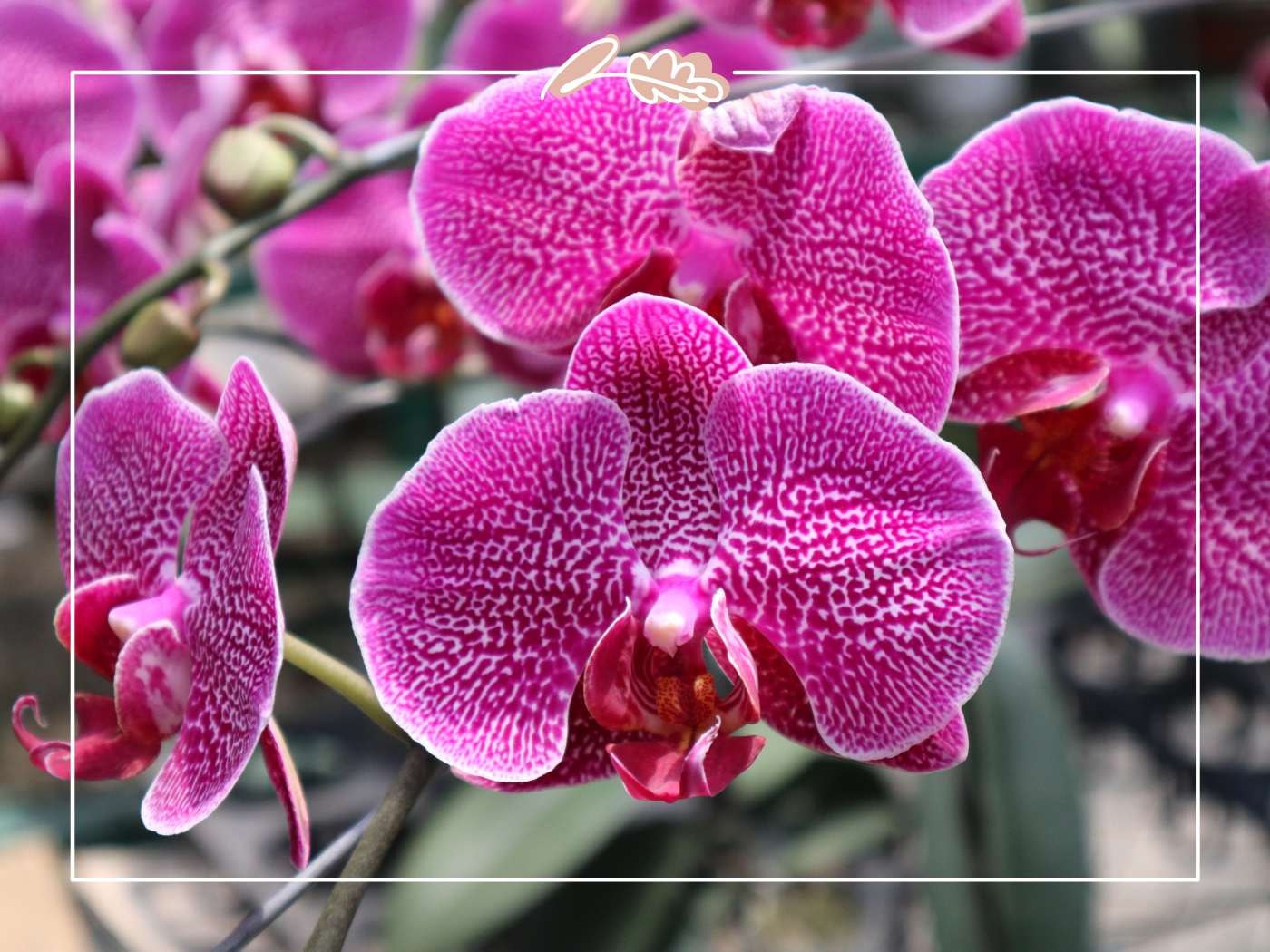 Close-up of vibrant magenta phalaenopsis orchids with speckled petals, elegant and tropical, with Fabulous Flowers border.