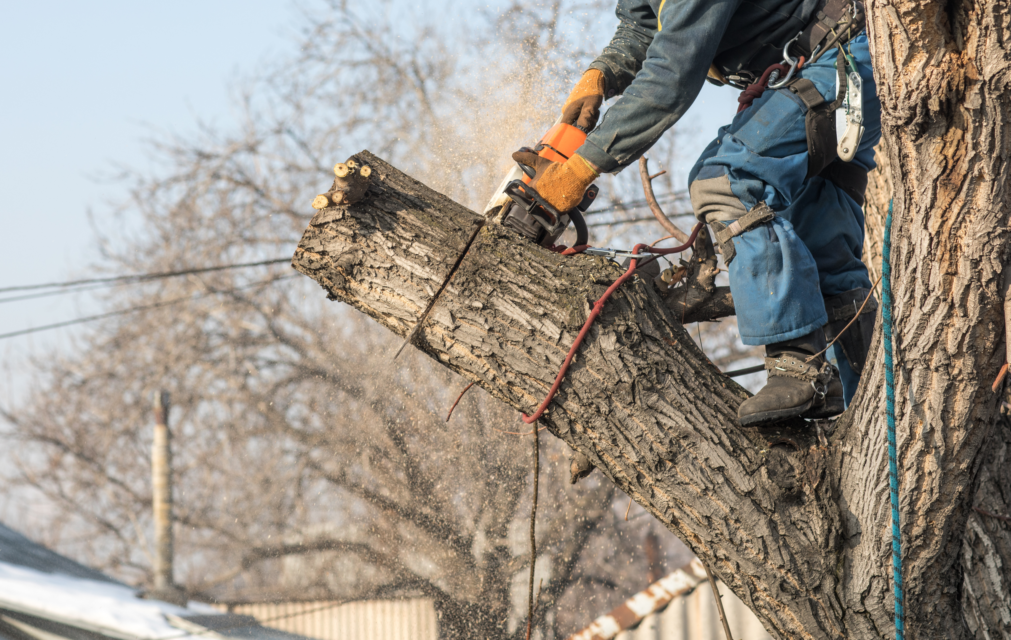 Tree service providers / tree trimming business performing tree trimming services. 