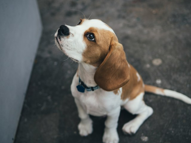 Brown And White Beagle Sitting