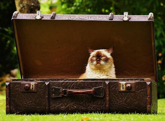 A cat sat inside a suitacse trunk, representing the life of a travel writer.