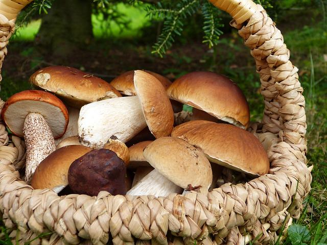 mushrooms, boletus, maroni
