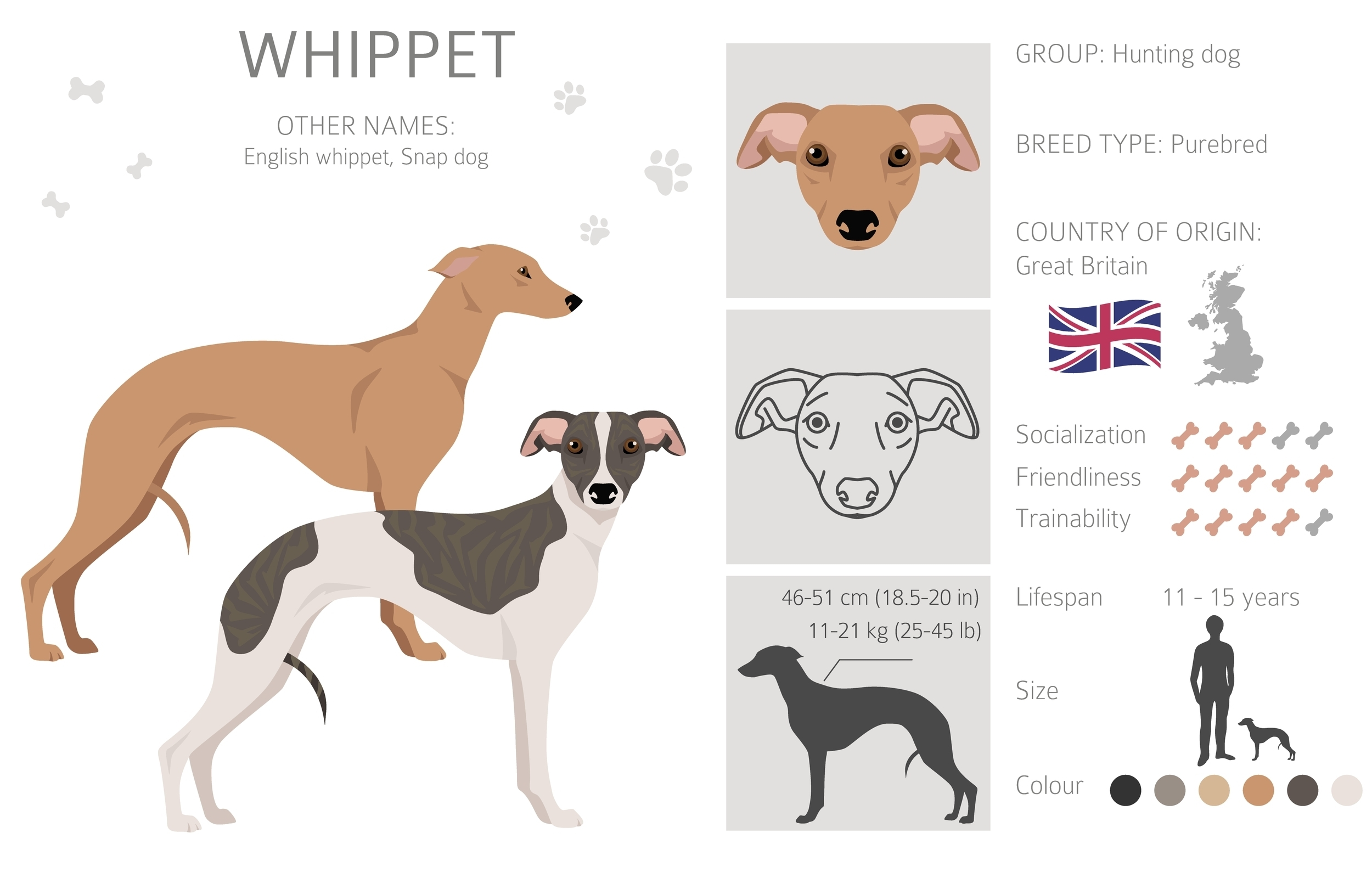 An Infographic of the Whippet showing origin and other names including English Whippet and Snap Dog