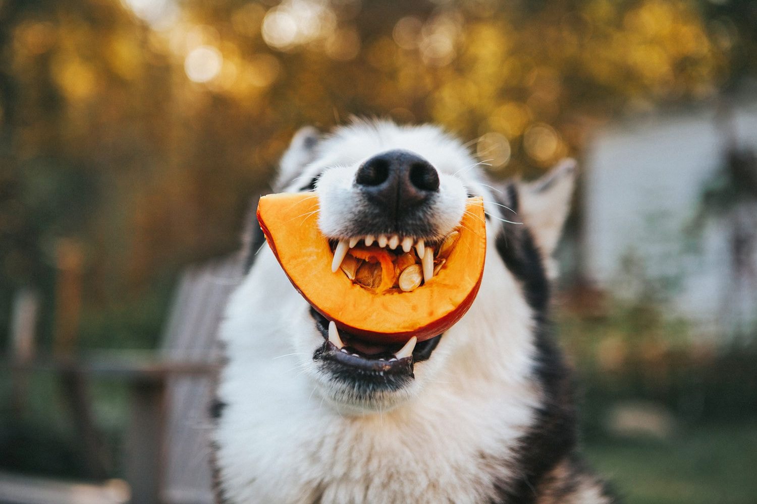 Tips for a Dog-Friendly Thanksgiving Feast