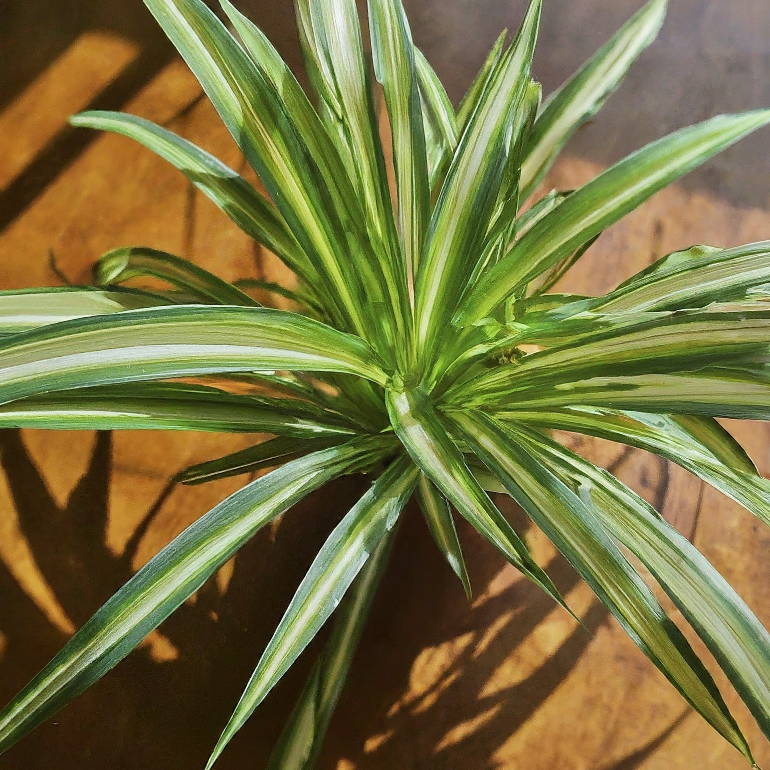 Growing Spider Plants