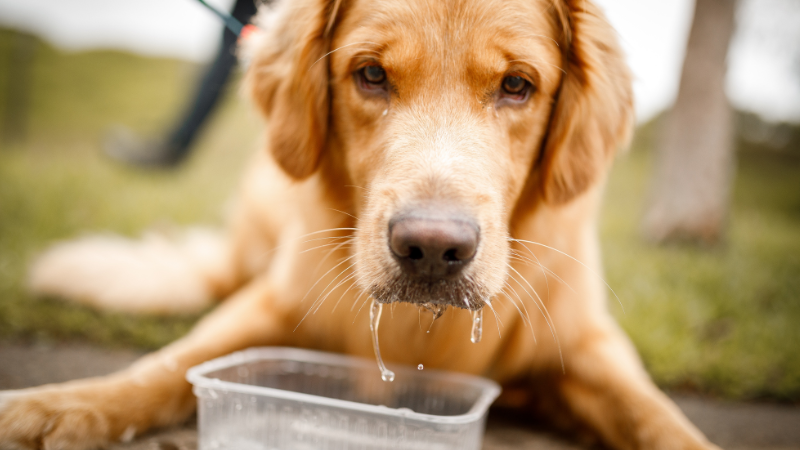 Dog Not Drinking Water All The Possible Causes Solution 