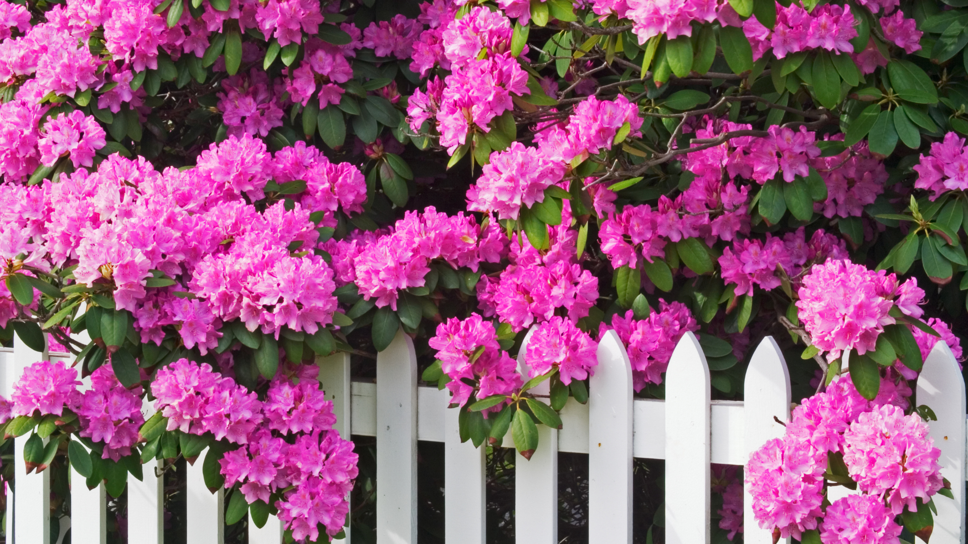 Rhododendron, Giftpflanzen