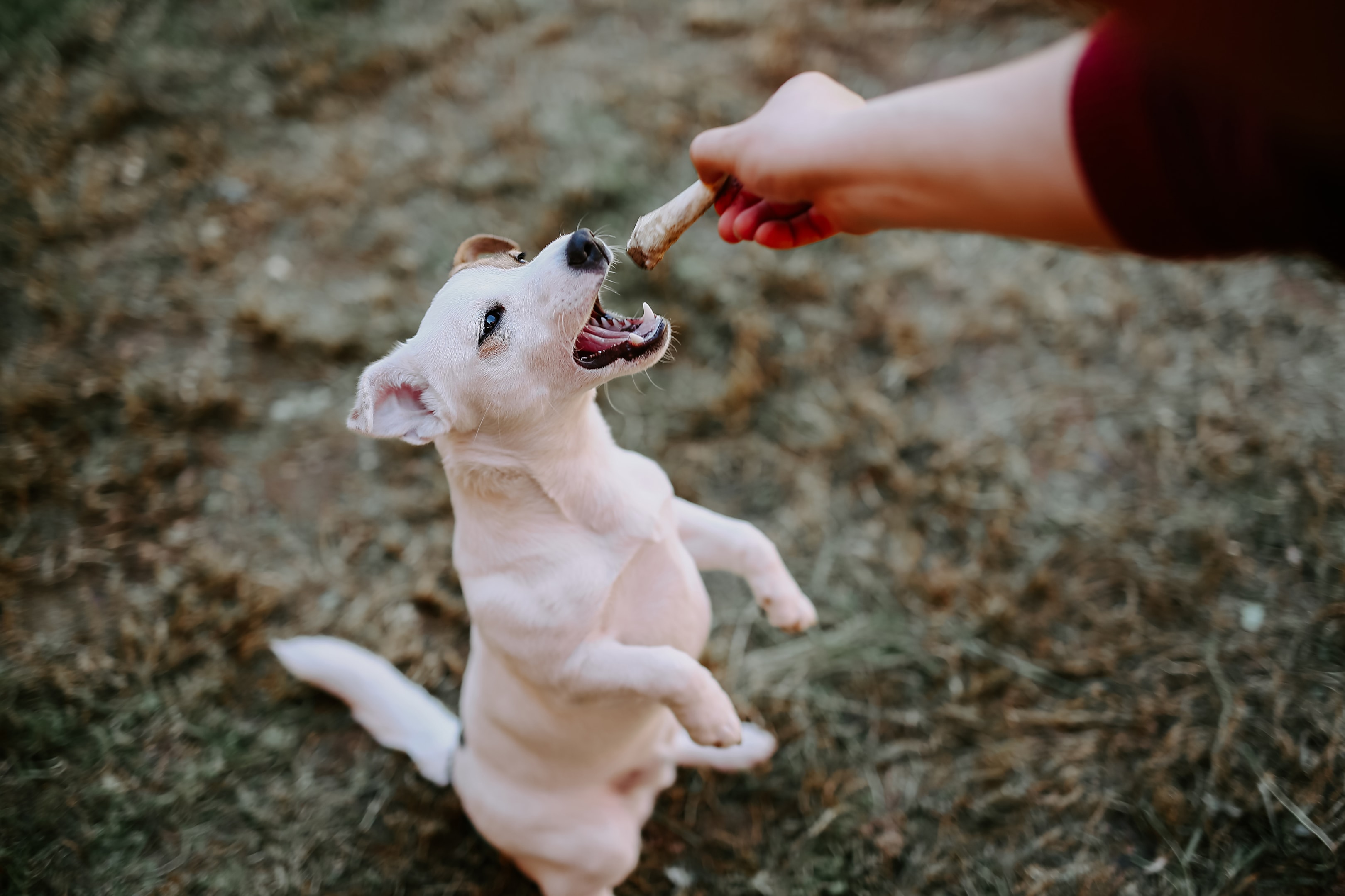 Variety of bully sticks