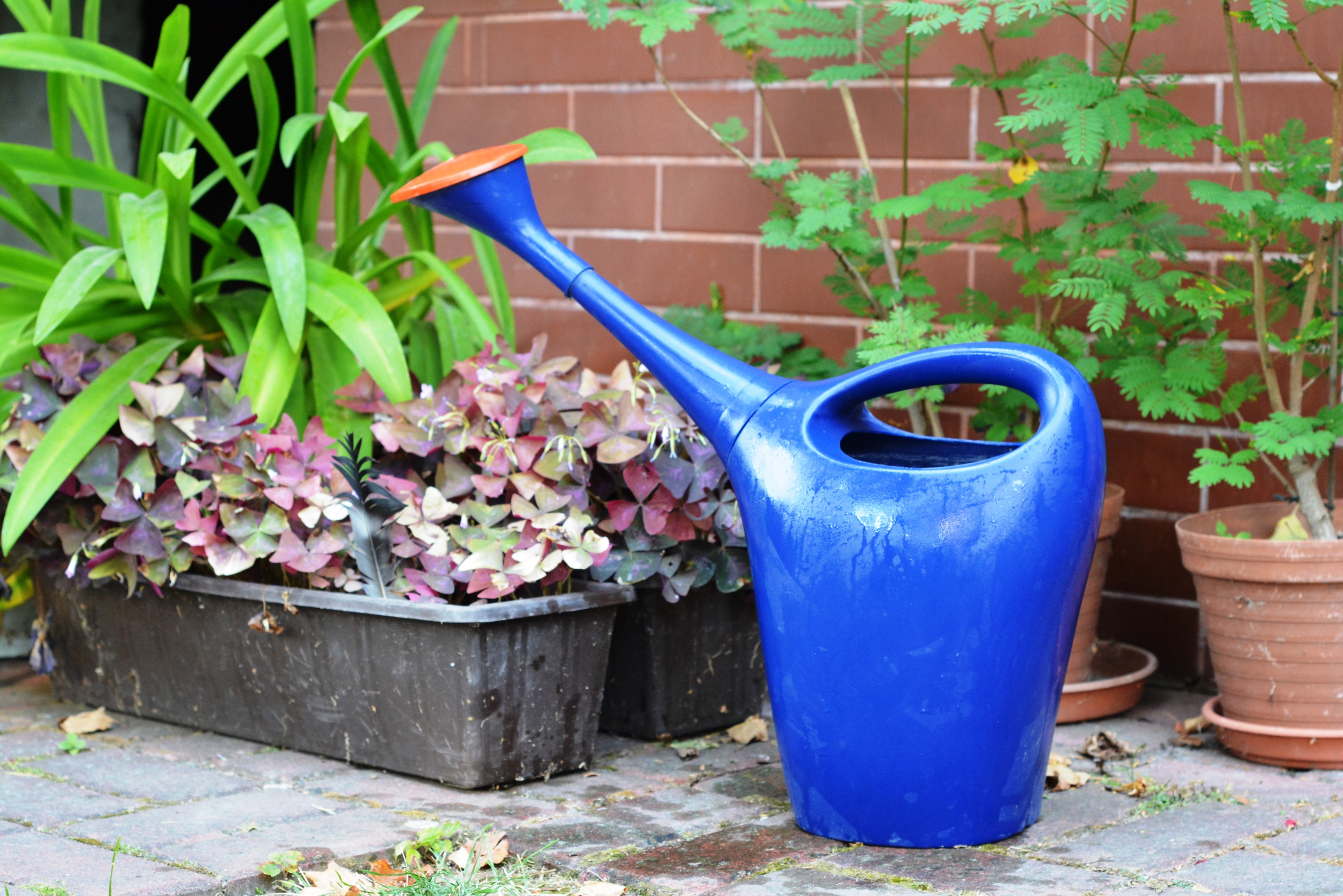 pruning a bird's nest lily fern