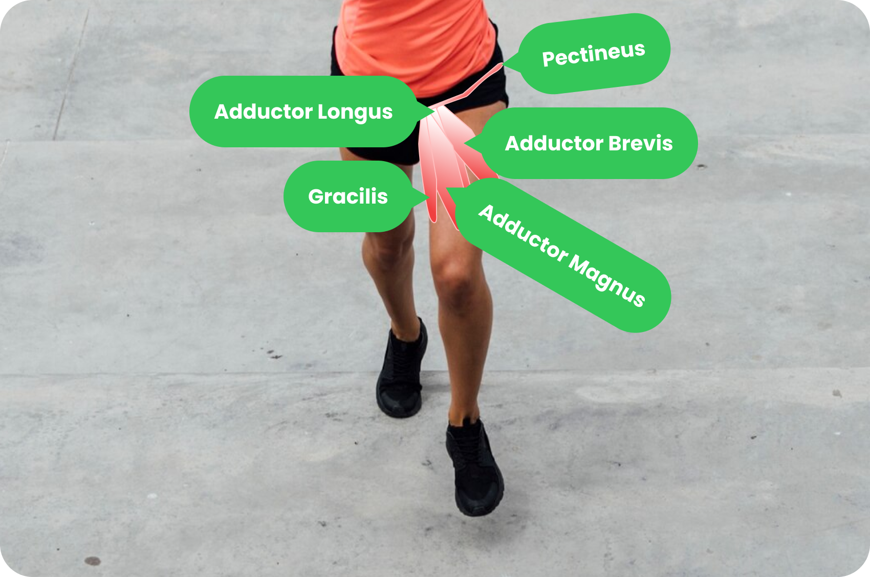 Adductor Muscles Anatomy