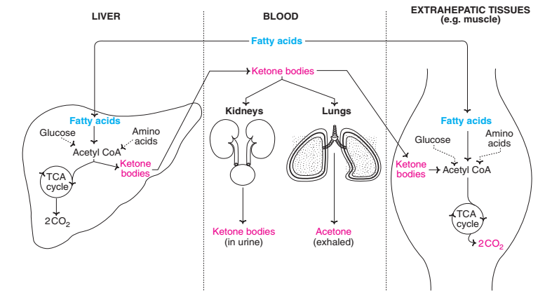 ketones