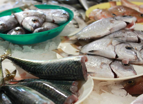 A view of the Fish market and Seafood tours of Lagos with its fresh fish and local produce