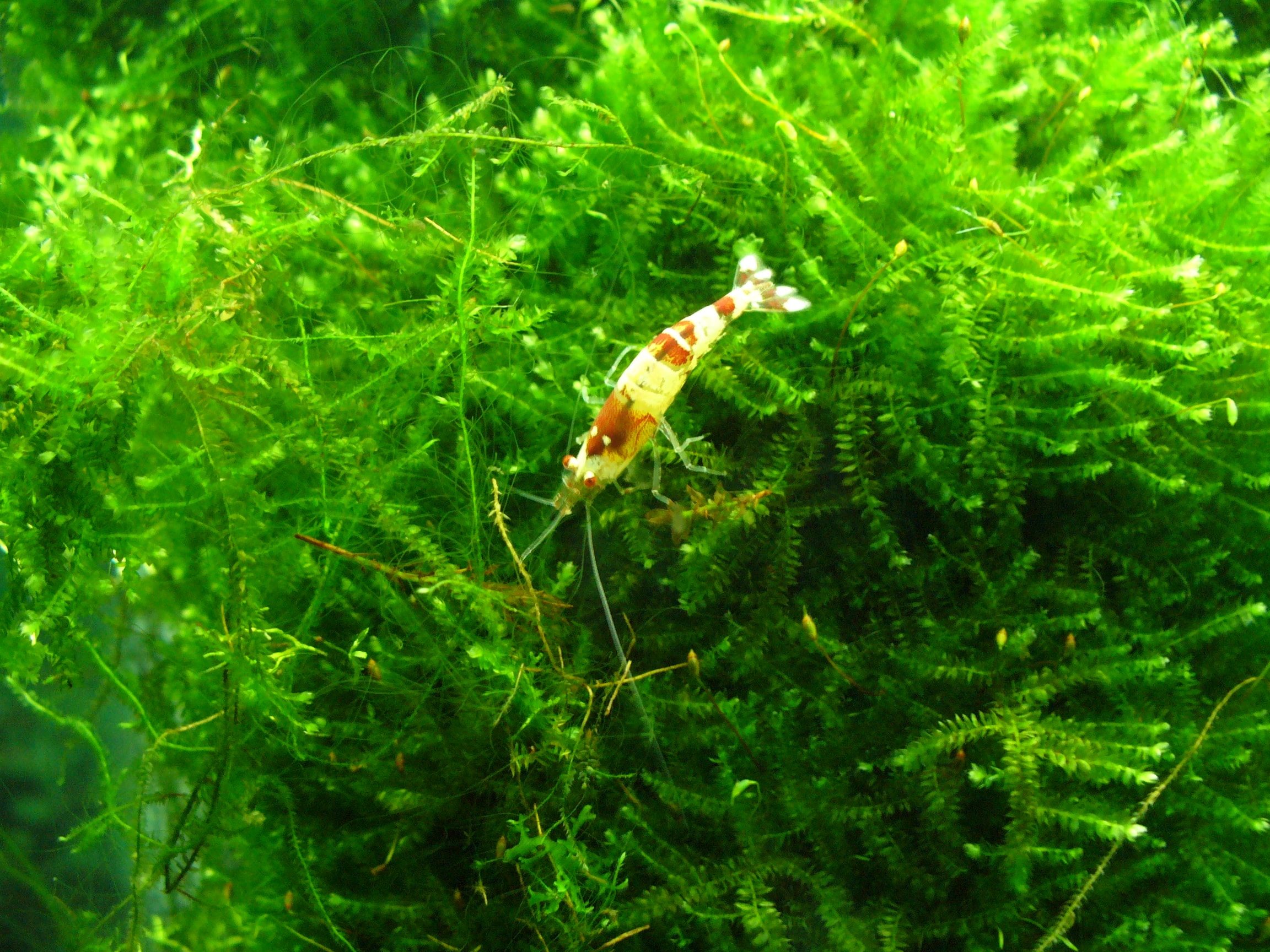 Java moss can grow fast and adapt well