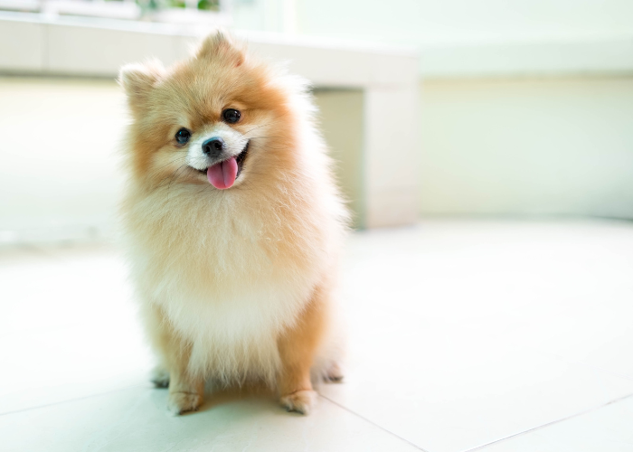 A Pomeranian dog with cream and orange fur