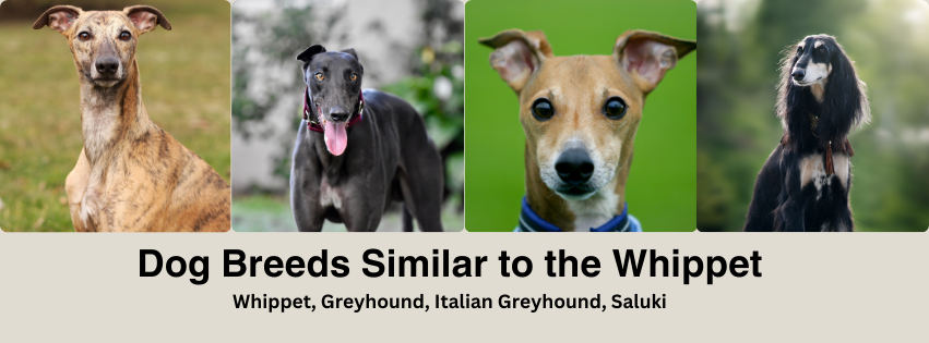 A photo collage of dog breeds similar to the Whippet.  A side by side of the Whippet, Greyhound, Italian Greyhound, and Saluki