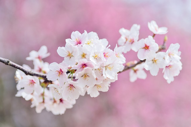 cherry blossoms, landscape, spring