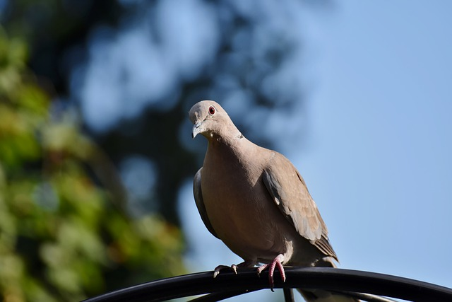 band tailed pigeon,  birds that start with B