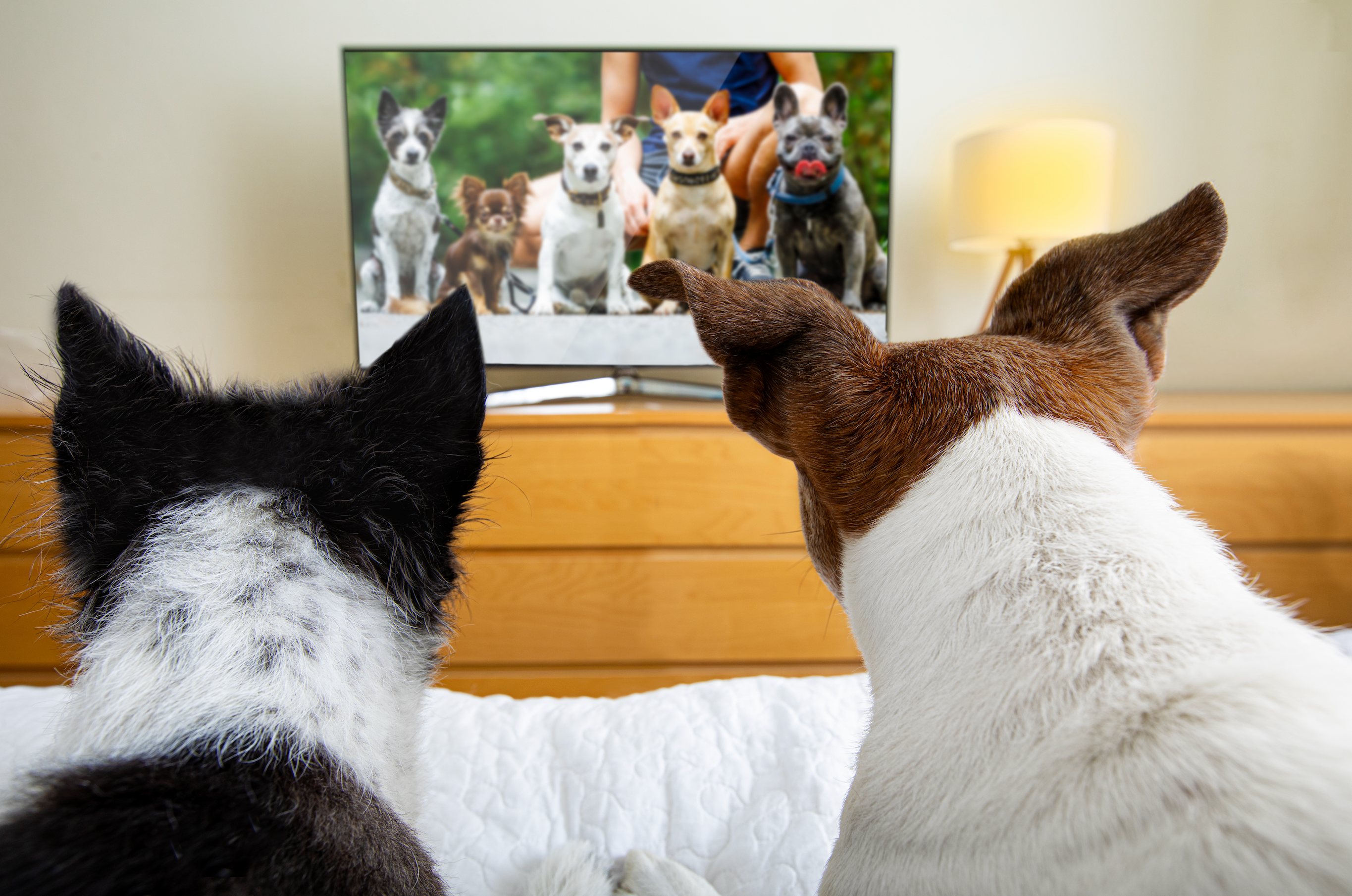 two dogs watch a television show about dogs in the bedroom