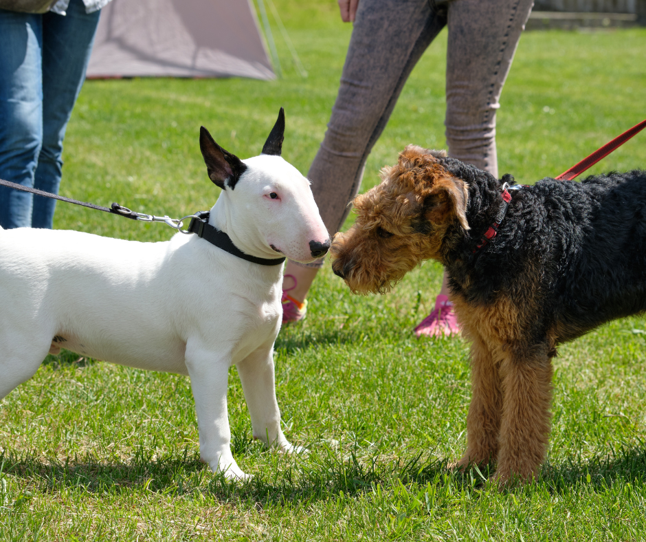 A Welsh Terrier playing with a Bull Terrier