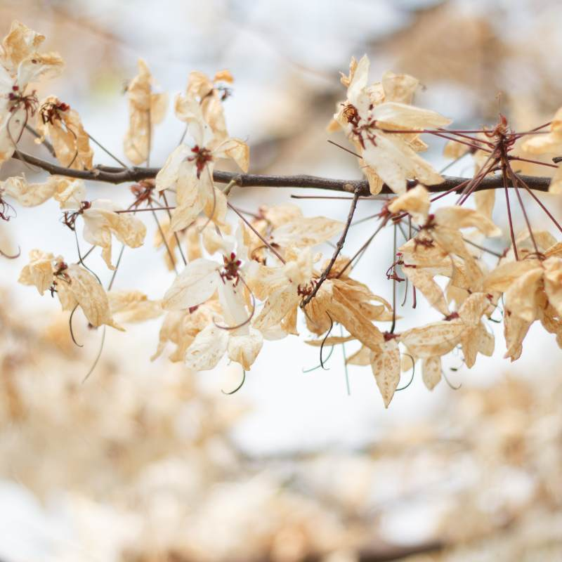 dried blooms, flower's color, fine dust, few weeks, blue crystals, flowers with silica gel