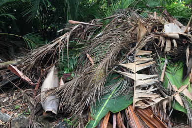 fonds from palm trees are usually considered green waste even when in the backyard