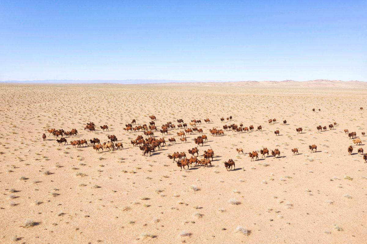 One of the best places to see on a visit to Mongolia is the Gobi far off the beaten track