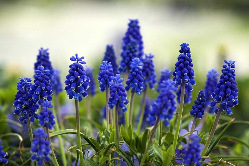 Grape Hyacinth