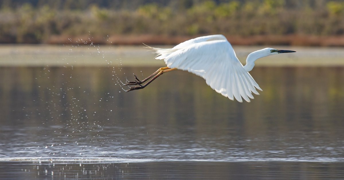 Favorite Florida Bird Watching Spots