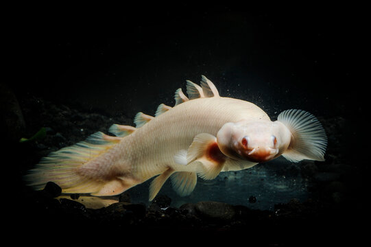 Bichir fish in the planted aquarium