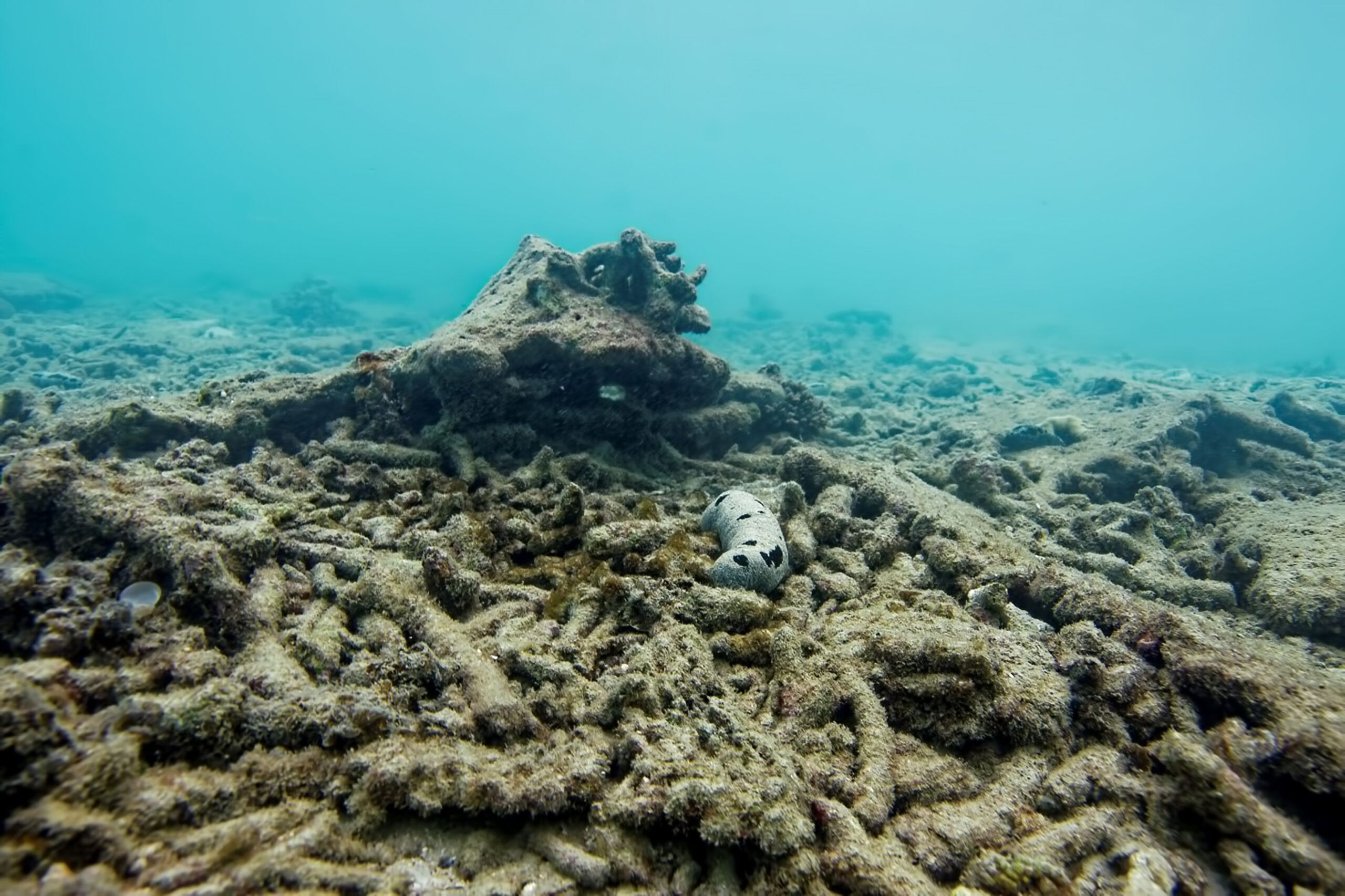 survival rates, reef resilience network