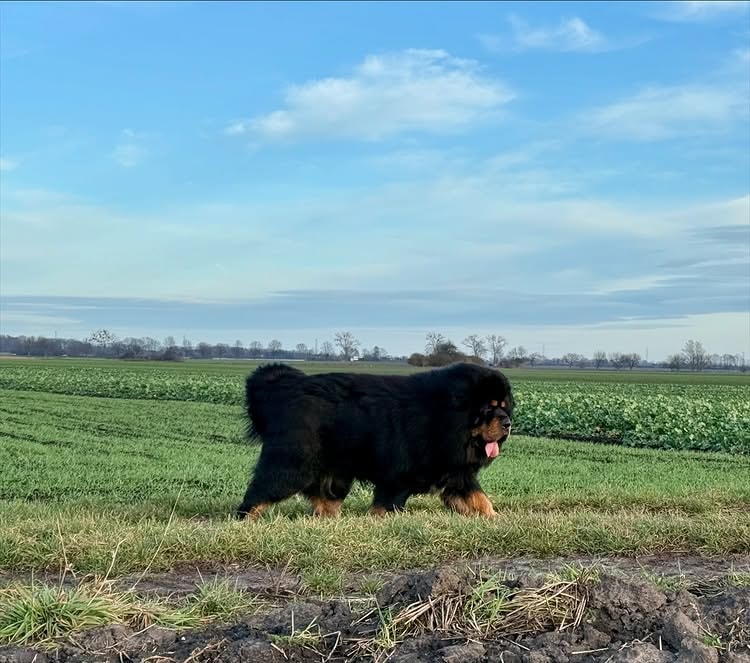 appearance of a tibetan mastiff