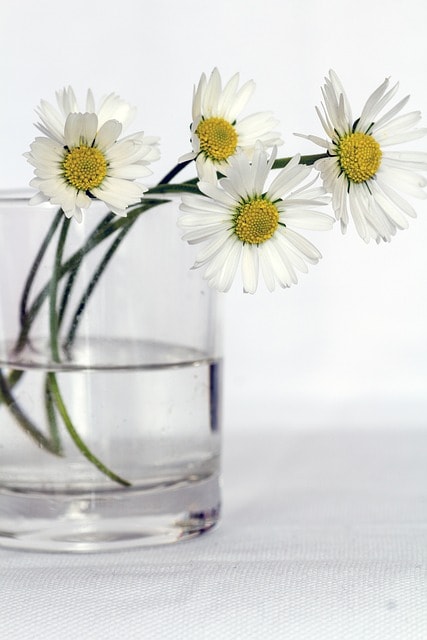 flowers, vase, daisies, white flowers, white daisies, bunch of flowers, floral, still life, flower vase, close up, flower background, vase, vase, still life, nature, flower wallpaper, still life, still life, still life, still life, beautiful flowers, flower vase