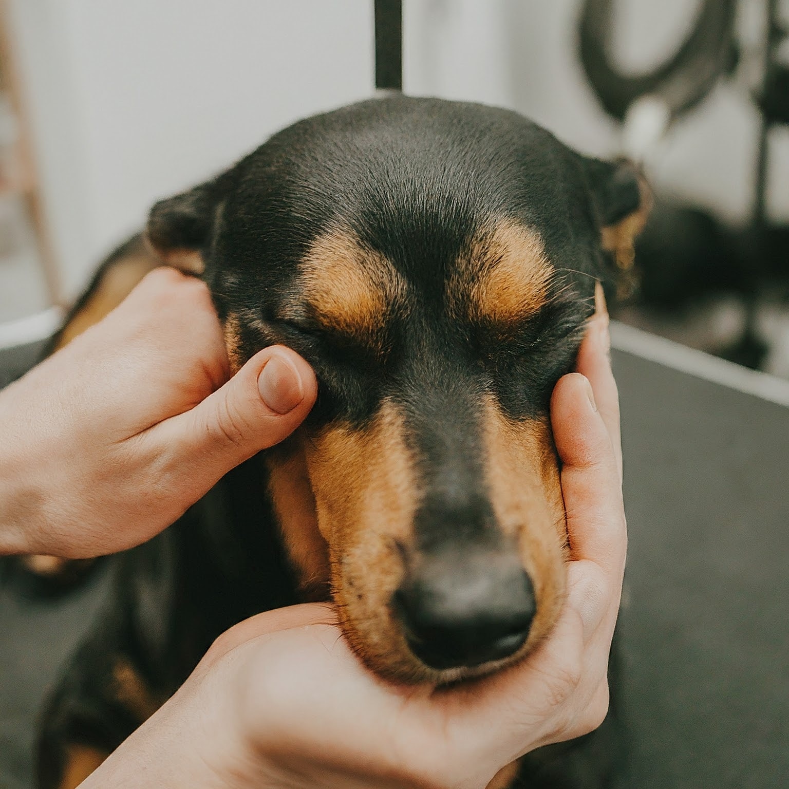 Calm An Anxious Dog During Grooming Sessions