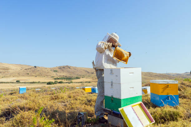 Local honey extraction 