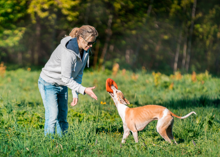 A picture of a tall and skinny dog with its owner