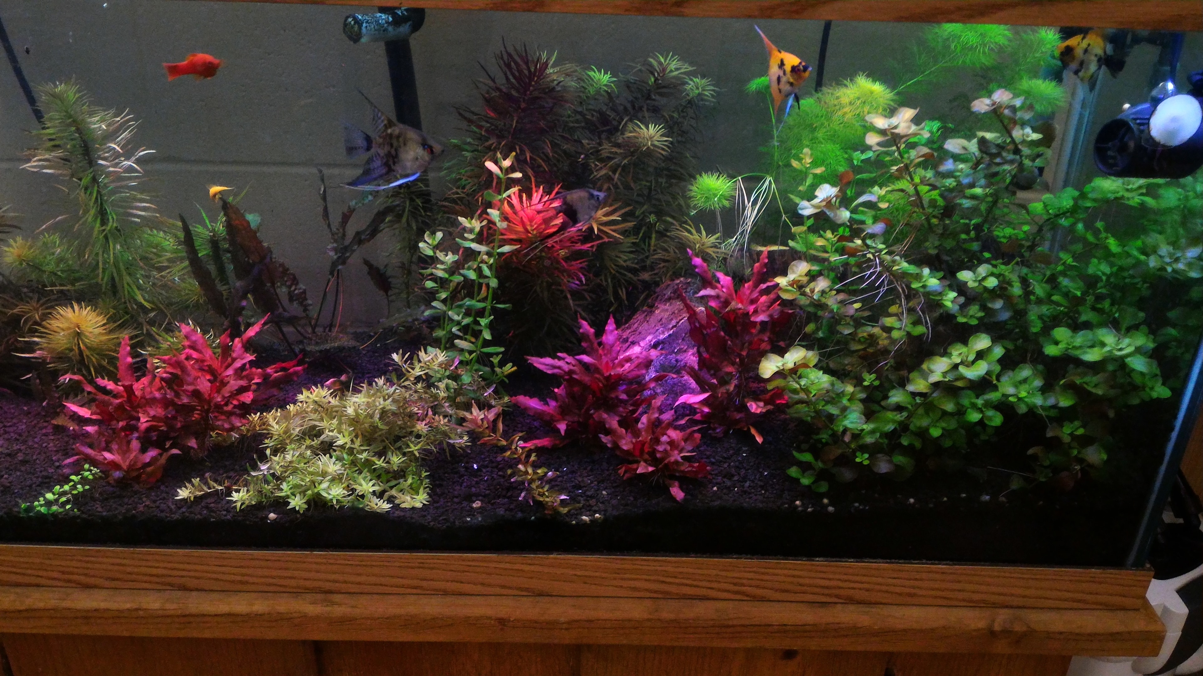 Live plants can add a beauty to your aquascape