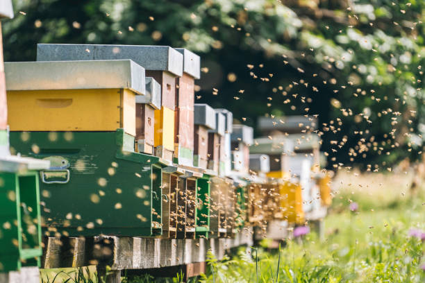 Raising bees for medicinal purposes